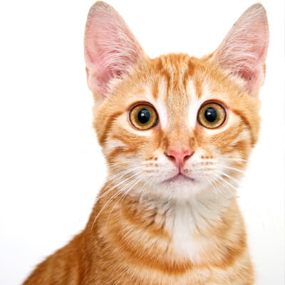 Picture of orange kitten